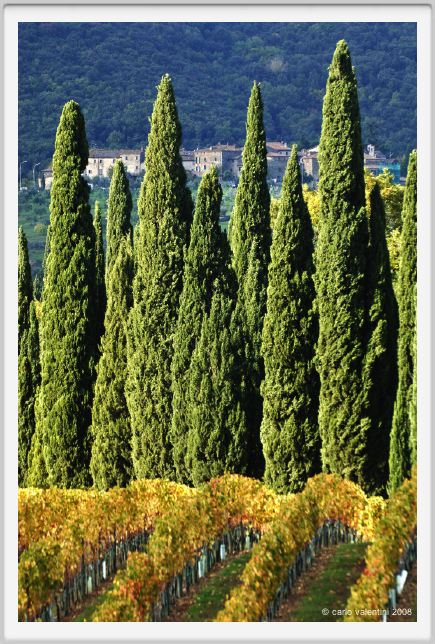 tenuta_di_arceno1550