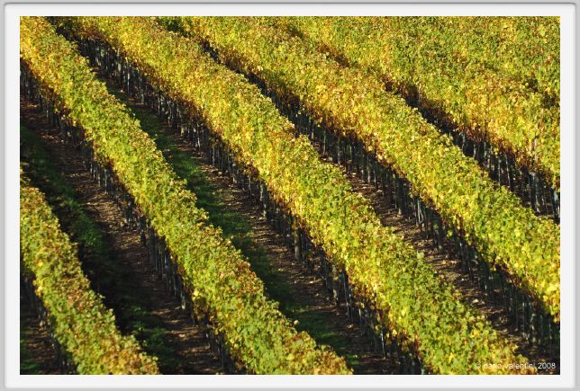 tenuta_di_arceno1555