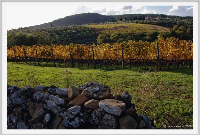 tenuta_di_arceno1565