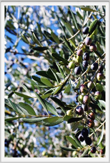 tenuta_di_arceno1352