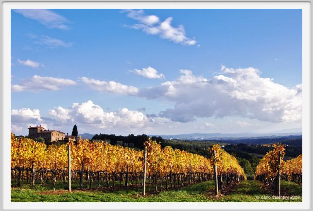 tenuta_di_arceno1567