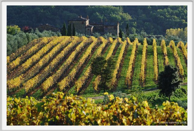 tenuta_di_arceno1576