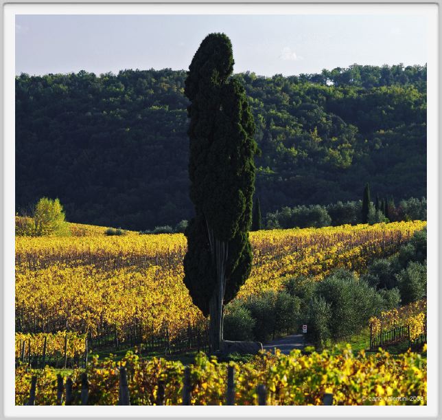 tenuta_di_arceno1577