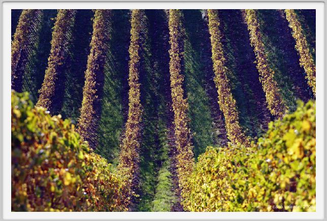 tenuta_di_arceno1579