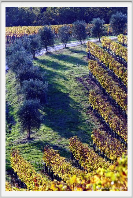 tenuta_di_arceno1583