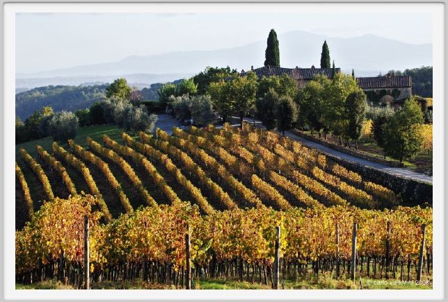 tenuta_di_arceno1586