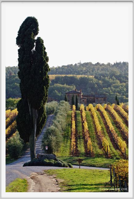 tenuta_di_arceno1588