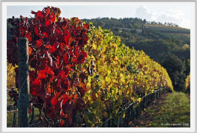 tenuta_di_arceno1590