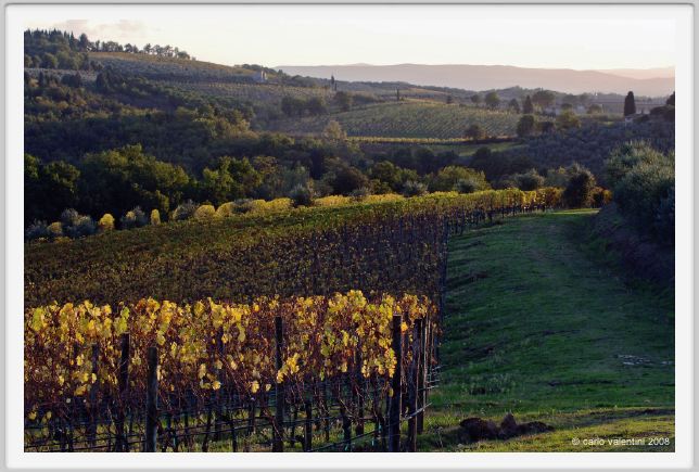 tenuta_di_arceno1593