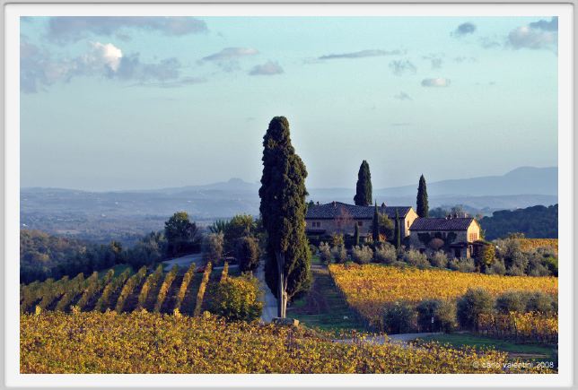 tenuta_di_arceno1594