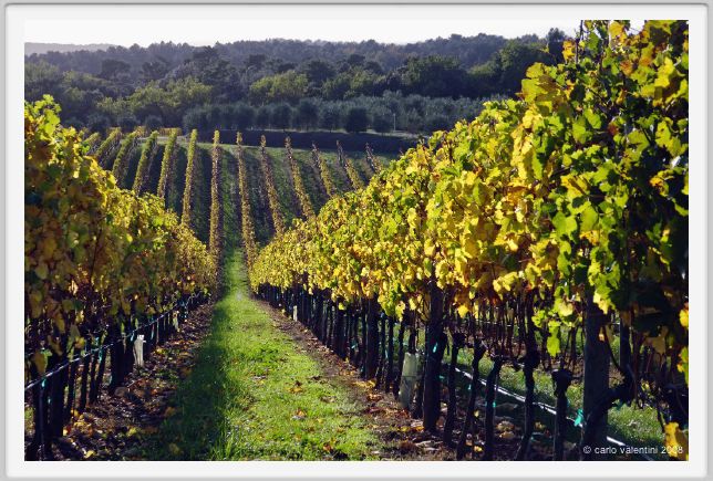 tenuta_di_arceno1595