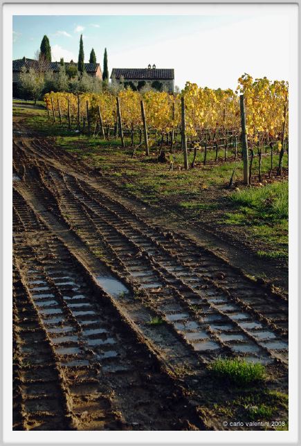 tenuta_di_arceno1598