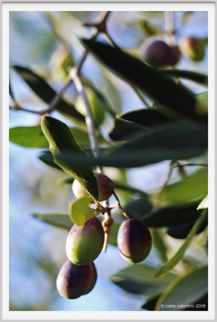 tenuta_di_arceno1603