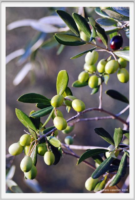 tenuta_di_arceno1604