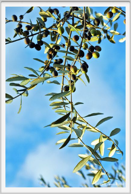 tenuta_di_arceno1608