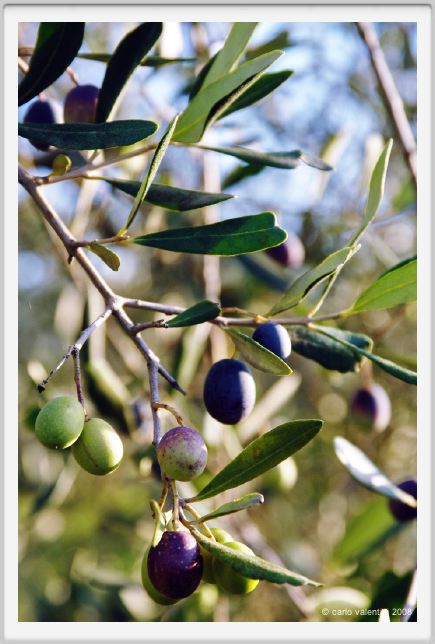 tenuta_di_arceno1609