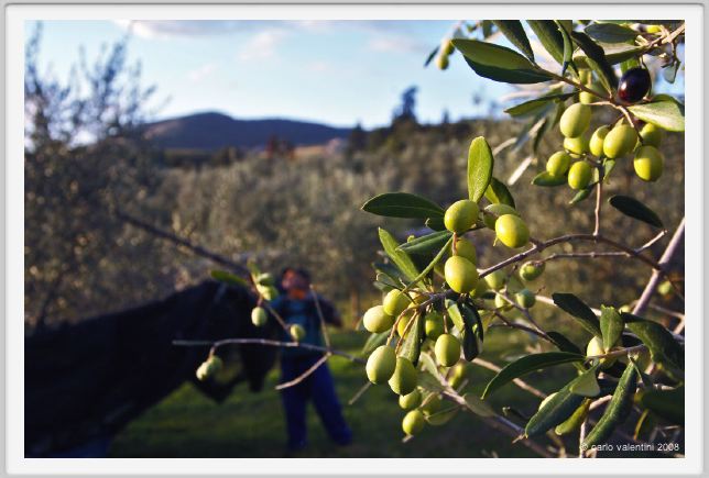 tenuta_di_arceno1610
