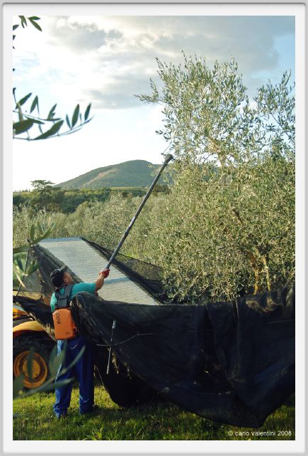 tenuta_di_arceno1613