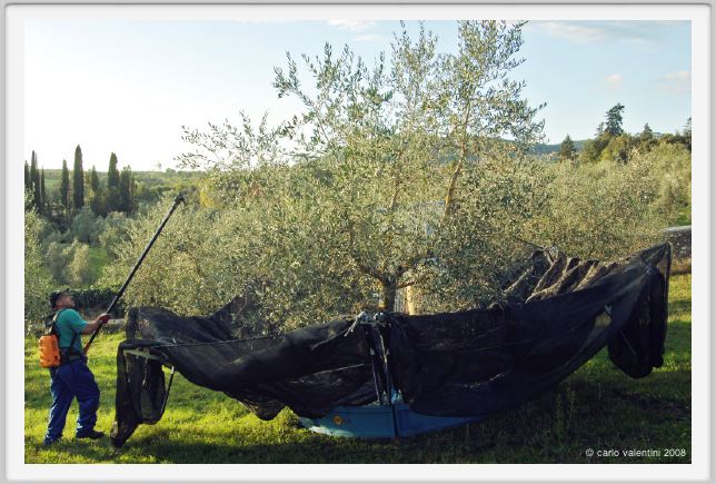 tenuta_di_arceno1615