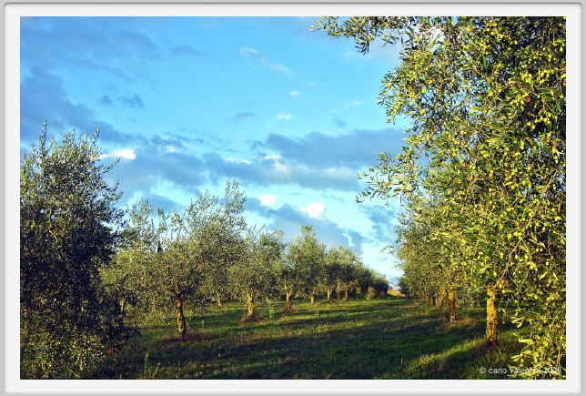 tenuta_di_arceno1625