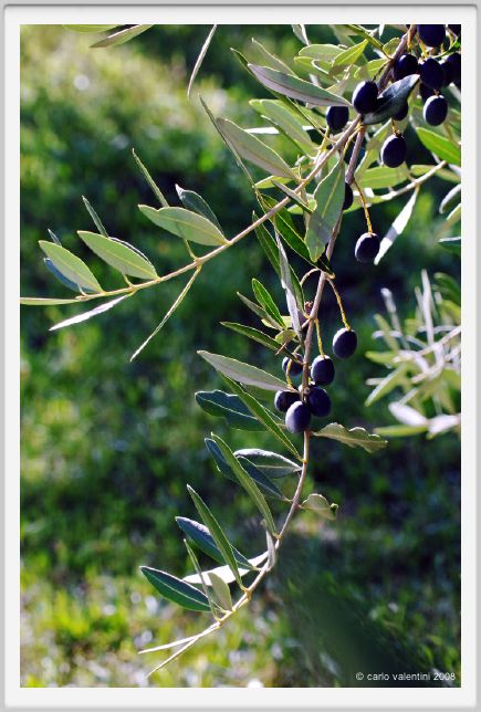 tenuta_di_arceno1356