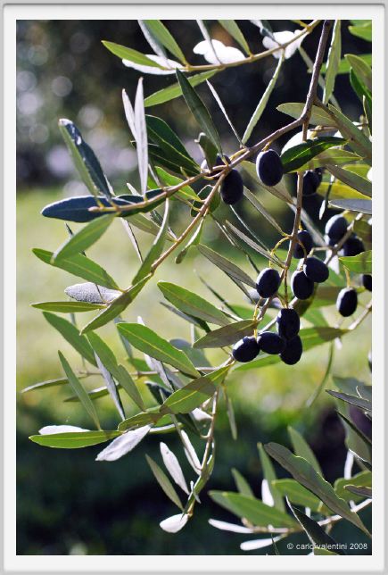 tenuta_di_arceno1358