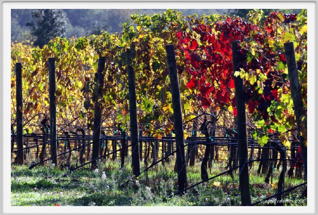 tenuta_di_arceno1338