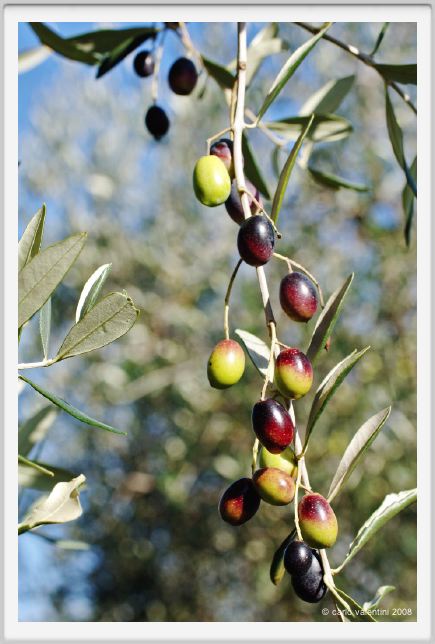 tenuta_di_arceno1364