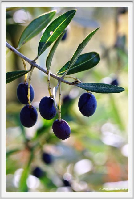 tenuta_di_arceno1369