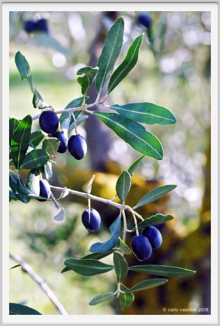 tenuta_di_arceno1370