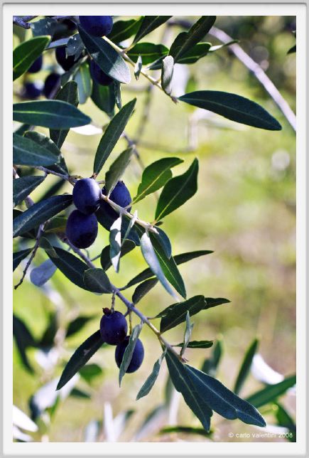 tenuta_di_arceno1371