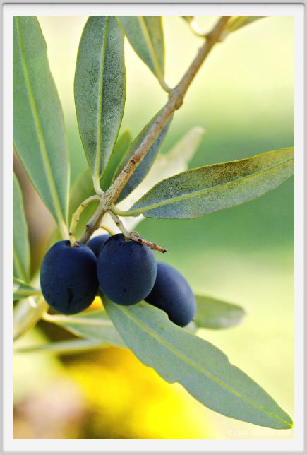 tenuta_di_arceno1380