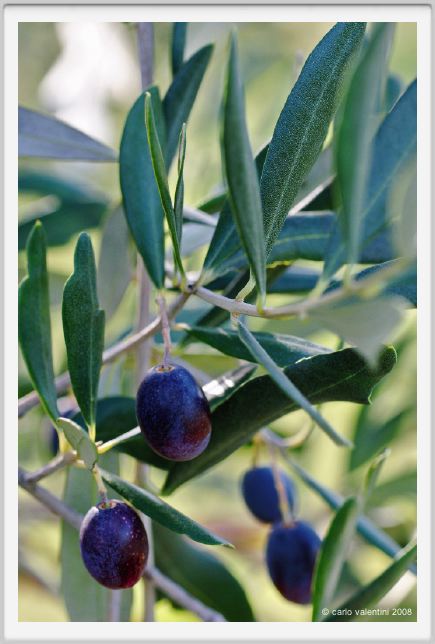 tenuta_di_arceno1381