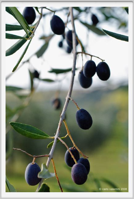 tenuta_di_arceno1382