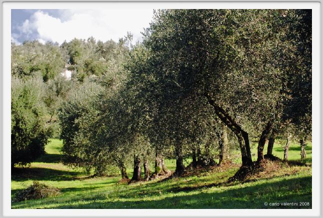 tenuta_di_arceno1383