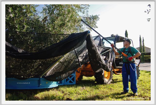 tenuta_di_arceno1384