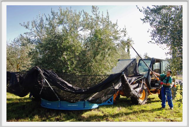 tenuta_di_arceno1385