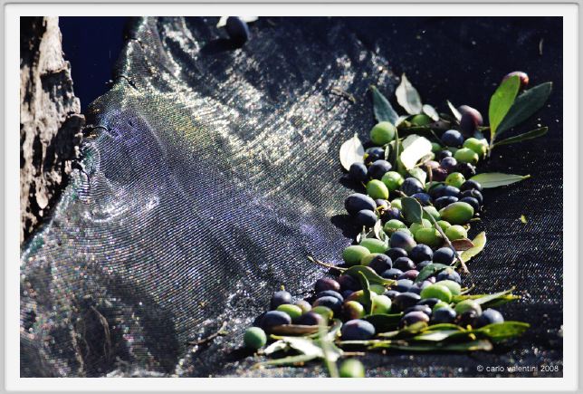 tenuta_di_arceno1389