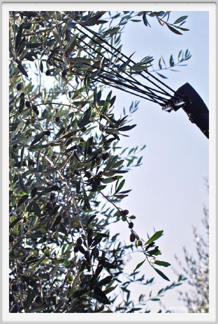 tenuta_di_arceno1390