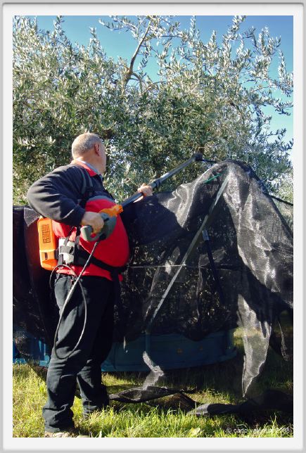 tenuta_di_arceno1393