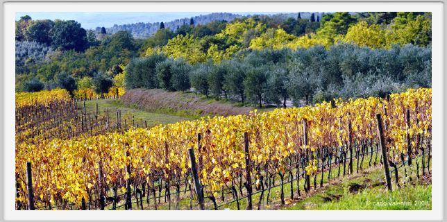 tenuta_di_arceno1407