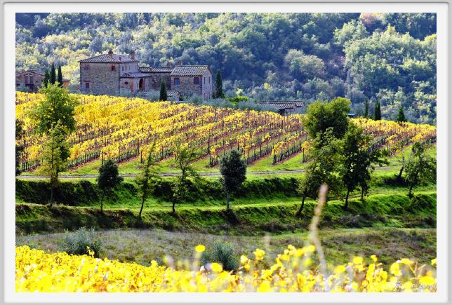 tenuta_di_arceno1409