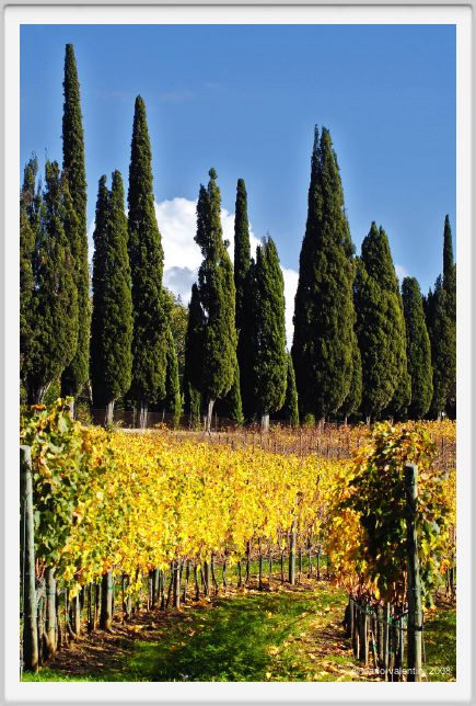 tenuta_di_arceno1412