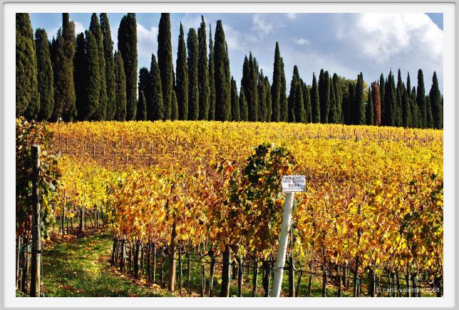 tenuta_di_arceno1414