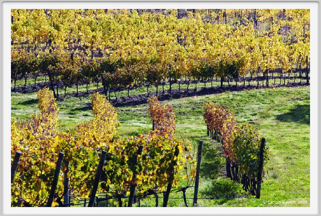 tenuta_di_arceno1417