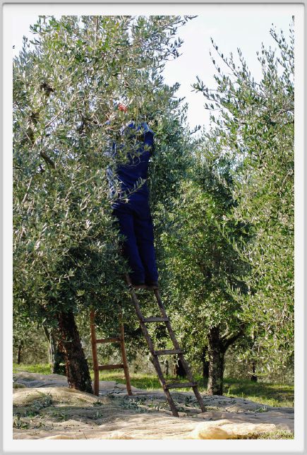 tenuta_di_arceno1438