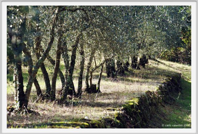 tenuta_di_arceno1441