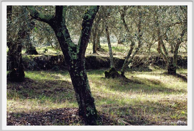 tenuta_di_arceno1447