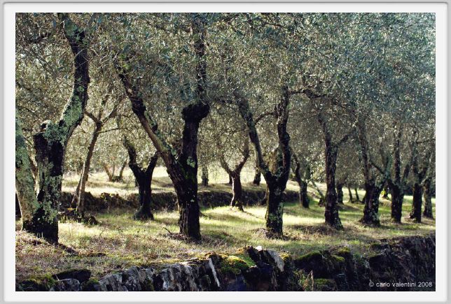 tenuta_di_arceno1448