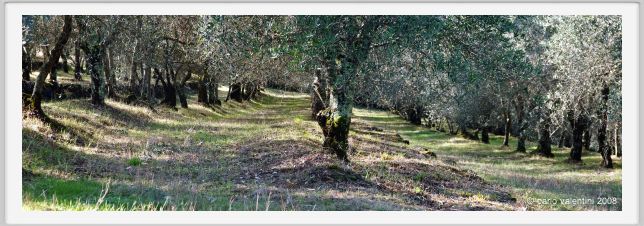 tenuta_di_arceno1450